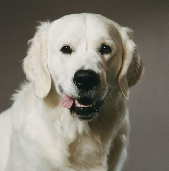 Meet your Posher, Jules - Picture 1 of 1